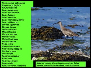 Haematopus ostralegus
Hippolais polyglotta
Hirundo rustica
Larus argentatus
Larus cachinnans
Larus fuscus
Larus marinus
Larus melanocephalus
Larus ridibundus
Limosa lapponica
Limosa limosa
Lullula arborea
Melanitta nigra
Mergus serrator
Motacilla alba
Motacilla cinerea
Motacilla flava
Netta rufina
Numenius arquata
Numenius phaeopus
Oriolus oriolus
Otus scops
Pandion haliaetus
Parus ater
Parus caeruleus
Parus major
Phalacrocorax aristotelis
Mazarico chiador (Numenius phaeopus), en Galiza
aparece nos pasos migratorios e como invernante.
 