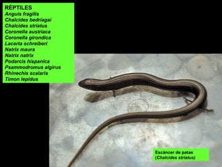 Escáncer de patas
(Chalcides striatus)
RÉPTILES
Anguis fragilis
Chalcides bedriagai
Chalcides striatus
Coronella austriaca
Coronella girondica
Lacerta schreiberi
Natrix maura
Natrix natrix
Podarcis hispanica
Psammodromus algirus
Rhinechis scalaris
Timon lepidus
 