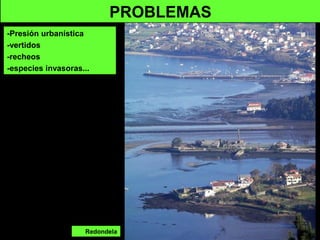 Redondela
PROBLEMAS
-Presión urbanística
-vertidos
-recheos
-especies invasoras...
 
