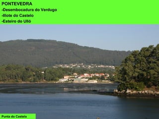 Punta do Castelo
PONTEVEDRA
-Desembocadura do Verdugo
-Illote do Castelo
-Esteiro do Ulló
 