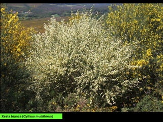 Xesta branca (Cytisus multiflorus)
 