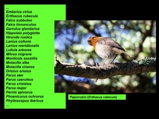 ...
Emberiza cirlus
Erithacus rubecula
Falco subbuteo
Falco tinnunculus
Garrulus glandarius
Hippolais polyglotta
Hirundo rustica
Lanius collurio
Lanius meridionalis
Lullula arborea
Milvus migrans
Monticola saxatilis
Motacilla alba
Motacilla cinerea
Oriolus oriolus
Parus ater
Parus caeruleus
Parus cristatus
Parus major
Pernis apivorus
Phoenicurus ochruros
Phylloscopus ibericus
...
Paporrubio (Erithacus rubecula)
 