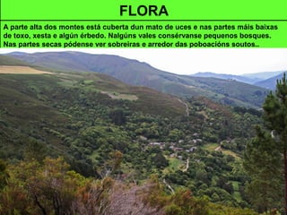 FLORA
A parte alta dos montes está cuberta dun mato de uces e nas partes máis baixas
de toxo, xesta e algún érbedo. Nalgúns vales consérvanse pequenos bosques.
Nas partes secas pódense ver sobreiras e arredor das poboacións soutos..
 