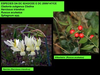 Narciso (Narcissus triandrus)
ESPECIES DA DC 92/43/CEE E DC 2009/147/CE
Cladonia subgenus Cladina
Narcissus triandrus
Ruscus aculeatus
Sphagnum spp.
Xilbarbeira (Ruscus aculeatus)
 