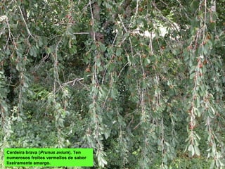 Cerdeira brava (Prunus avium). Ten
numerosos froitos vermellos de sabor
lixeiramente amargo.
 