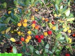 Érbedo (Arbutus unedo)
 