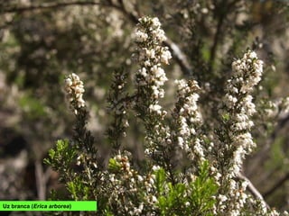 Uz branca (Erica arborea)
 
