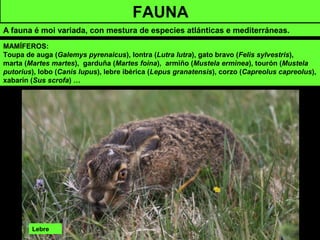 Lebre
FAUNA
A fauna é moi variada, con mestura de especies atlánticas e mediterráneas.
MAMÍFEROS:
Toupa de auga (Galemys pyrenaicus), lontra (Lutra lutra), gato bravo (Felis sylvestris),
marta (Martes martes), garduña (Martes foina), armiño (Mustela erminea), tourón (Mustela
putorius), lobo (Canis lupus), lebre ibérica (Lepus granatensis), corzo (Capreolus capreolus),
xabarín (Sus scrofa) …
 