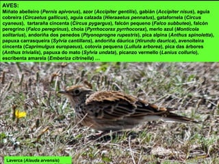 Laverca (Alauda arvensis)
AVES:
Miñato abelleiro (Pernis apivorus), azor (Accipiter gentilis), gabián (Accipiter nisus), aguia
cobreira (Circaetus gallicus), aguia calzada (Hieraaetus pennatus), gatafornela (Circus
cyaneus), tartaraña cincenta (Circus pygargus), falcón pequeno (Falco subbuteo), falcón
peregrino (Falco peregrinus), choia (Pyrrhocorax pyrrhocorax), merlo azul (Monticola
solitarius), andoriña dos penedos (Ptyonoprogne rupestris), pica alpina (Anthus spinoletta),
papuxa carrasqueira (Sylvia cantillans), andoriña dáurica (Hirundo daurica), avenoiteira
cincenta (Caprimulgus europaeus), cotovía pequena (Lullula arborea), pica das árbores
(Anthus trivialis), papuxa do mato (Sylvia undata), picanzo vermello (Lanius collurio),
escribenta amarela (Emberiza citrinella) …
 