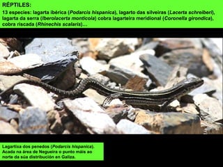RÉPTILES:
13 especies: lagarta ibérica (Podarcis hispanica), lagarto das silveiras (Lacerta schreiberi),
lagarta da serra (Iberolacerta monticola) cobra lagarteira meridional (Coronella girondica),
cobra riscada (Rhinechis scalaris)…
Lagartixa dos penedos (Podarcis hispanica).
Acada na área de Negueira o punto máis ao
norte da súa distribución en Galiza.
 