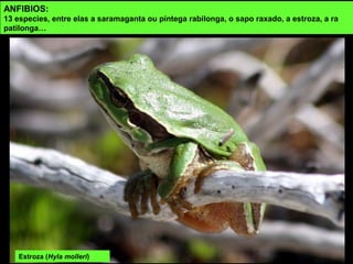 Estroza (Hyla molleri)
ANFIBIOS:
13 especies, entre elas a saramaganta ou píntega rabilonga, o sapo raxado, a estroza, a ra
patilonga…
 