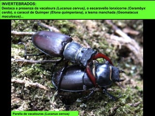 Parella de vacalouras (Lucanus cervus)
INVERTEBRADOS:
Destaca a presenza da vacaloura (Lucanus cervus), o escaravello lonxicorne (Cerambyx
cerdo), o caracol de Quimper (Elona quimperiana), a lesma manchada (Geomalacus
maculosus)...
 