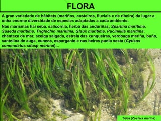 Seba (Zostera marina)
FLORA
A gran variedade de hábitats (mariños, costeiros, fluviais e de ribeira) da lugar a
unha enorme diversidade de especies adaptadas a cada ambiente.
Nas marismas hai seba, salicornia, herba das anduriñas, Spartina maritima,
Suaeda maritima, Triglochin maritima, Glaux maritima, Pucinellia maritima,
chantaxe de mar, acelga salgada, estrela das xunqueiras, verdoaga mariña, buño,
santolina de auga, xuncos, esparganio e nas beiras pudia xesta (Cytisus
commutatus subsp merinoi)...
 