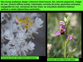 Nas dunas podemos atopar Limonium binervosum, feo, amores pequenos, melga
de mar, Ononis diffusa subsp. intermedia, correola de praia, paxariños amarelos,
espigadilla do mar, carrascas de San Xoán, as orquídeas abelleira (Ophrys
apifera) e neotia (Spiranthes aestivalis)...
Orquídea abelleira (Ophrys apifera)
Carrascas de San Xoán (Otanthus maritimus)
 