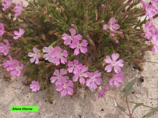 Silene littorea
 