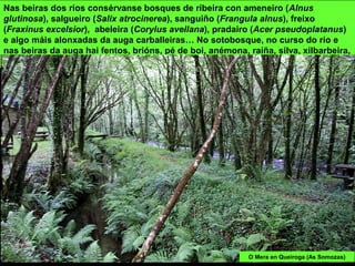Nas beiras dos ríos consérvanse bosques de ribeira con ameneiro (Alnus
glutinosa), salgueiro (Salix atrocinerea), sanguiño (Frangula alnus), freixo
(Fraxinus excelsior), abeleira (Corylus avellana), pradairo (Acer pseudoplatanus)
e algo máis alonxadas da auga carballeiras… No sotobosque, no curso do río e
nas beiras da auga hai fentos, brións, pé de boi, anémona, raíña, silva, xilbarbeira,
cáncaro, narcisos, espadanas, lirios, herba das almorranas …
O Mera en Queiroga (As Somozas)
 