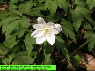 Anémone de bosque, flor do vento (Anemone nemorosa),
florece en primavera nos bosques e prados húmidos.
 