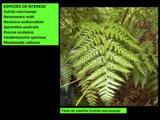 Fento do cabeliño (Culcita macrocarpa)
ESPECIES DE INTERESE
Culcita macrocarpa
Nanozostera noltii
Narcissus bulbocodium
Spiranthes aestivalis
Ruscus aculeatus
Vandenboschia speciosa
Woodwardia radicans
 