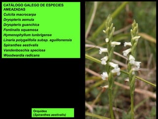 Orquídea
(Spiranthes aestivalis)
CATÁLOGO GALEGO DE ESPECIES
AMEAZADAS
Culcita macrocarpa
Dryopteris aemula
Dryopteris guanchica
Fontinalis squamosa
Hymenophyllum tunbrigense
Linaria polygalifolia subsp. aguillonensis
Spiranthes aestivalis
Vandenboschia speciosa
Woodwardia radicans
 