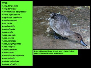 AVES
Accipiter gentilis
Accipiter nisus
Acrocephalus scirpaceus
Actitis hypoleucos
Aegithalos caudatus
Alauda arvensis
Alca torda
Alcedo atthis
Alectoris rufa
Anas acuta
Anas clypeata
Anas crecca
Anas penelope
Anas platyrhynchos
Anas strepera
Anser albifrons
Anser anser
Anser brachyrhynchus
Anser fabalis
Anthus spinoletta
Anthus trivialis ...
Pato rabilongo (Anas acuta). Non cría en Galiza,
pero é frecuente como invernante.
 