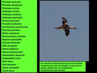 Pluvialis apricaria
Pluvialis squatarola
Podiceps auritus
Podiceps auritus
Podiceps cristatus
Podiceps nigricollis
Porzana porzana
Prunella modularis
Pyrrhocorax pyrrhocorax
Pyrrhula pyrrhula
Rallus aquaticus
Recurvirostra avosetta
Regulus ignicapilla
Saxicola torquata
Sitta europaea
Sterna albifrons
Sterna sandvicensis
Streptopelia decaocto
Streptopelia turtur
Strix aluco
Sula bassana
Sylvia atricapilla
Sylvia borin
Os mascatos (Sula bassana) son aves mariñas
oceánicas que non se achegan á costa pero é
posible observalas con prismáticos
mergullándose para pescar
 