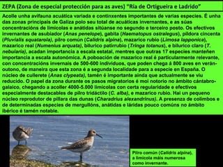 Pilro común (Calidris alpina),
a limícola máis numerosa
como invernante.
Acolle unha avifauna acuática variada e continxentes importantes de varias especies. É unha
das zonas principais de Galiza polo seu total de acuáticas invernantes, e as súas
concentracións de limícolas e anátidas sitúanse no segundo e terceiro posto. Os efectivos
invernantes de asubiador (Anas penelope), gabita (Haematopus ostralegus), píldora cincenta
(Pluvialis squatarola), pilro común (Calidris alpina), mazarico rubio (Limosa lapponica),
mazarico real (Numenius arquata), bilurico patirrubio (Tringa totanus), e bilurico claro (T.
nebularia), acadan importancia a escala estatal, mentres que outras 17 especies manteñen
importancia a escala autonómica. A poboación de mazarico real é particularmente relevante,
con concentracións invernais de 500-600 individuos, que poden chega á 800 aves en verán-
outono, de maneira que esta zona é a segunda localidade para a especie en España. O
núcleo de cullerete (Anas clypeata), tamén é importante aínda que actualmente se viu
reducido. O papel da zona durante os pasos migratorios é moi notorio no ámbito cántabro-
galaico, chegando a acoller 4000-5.000 limícolas con certa regularidade e efectivos
especialmente destacables de pilro tridáctilo (C. alba), e mazarico rubio. Hai un pequeno
núcleo reprodutor de píllara das dunas (Charadrius alexandrinus). A presenza de colimbos e
de determinadas especies de mergullóns, anátidas e láridas pouco comúns no ámbito
ibérico é tamén notable.
ZEPA (Zona de especial protección para as aves) “Ría de Ortigueira e Ladrido”
 