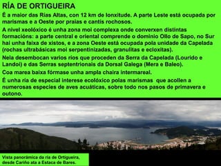 RÍA DE ORTIGUEIRA
É a maior das Rías Altas, con 12 km de lonxitude. A parte Leste está ocupada por
marismas e a Oeste por praias e cantís rochosos.
A nivel xeolóxico é unha zona moi complexa onde converxen distintas
formacións: a parte central e oriental comprende o dominio Ollo de Sapo, no Sur
hai unha faixa de xistos, e a zona Oeste está ocupada pola unidade da Capelada
(rochas ultrabásicas moi serpentinizadas, granulitas e ecloxitas).
Nela desembocan varios ríos que proceden da Serra da Capelada (Lourido e
Landoi) e das Serras septentrionais da Dorsal Galega (Mera e Baleo).
Coa marea baixa fórmase unha ampla chaira intermareal.
É unha ría de especial interese ecolóxico polas marismas que acollen a
numerosas especies de aves acuáticas, sobre todo nos pasos de primavera e
outono.
Vista panorámica da ría de Ortigueira,
desde Cariño ata a Estaca de Bares.
 