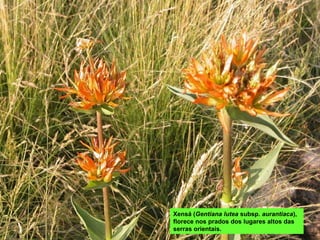 Xensá (Gentiana lutea subsp. aurantiaca),
florece nos prados dos lugares altos das
serras orientais.
 