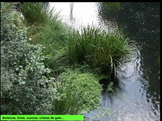 Amieiras, lirios, xuncos, cristas de galo...
 
