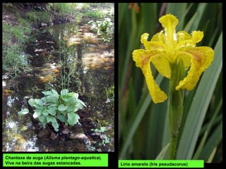 Chantaxe de auga (Alisma plantago-aquatica).
Vive na beira das augas estancadas. Lirio amarelo (Iris pseudacorus)
 