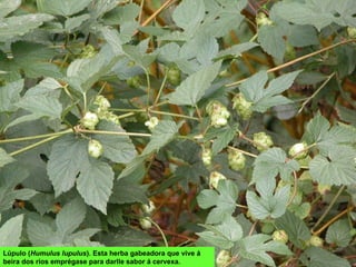 Lúpulo (Humulus lupulus). Esta herba gabeadora que vive á
beira dos ríos emprégase para darlle sabor á cervexa.
 