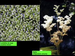 Lentellas de auga
(Lemna minor)
Raíña
(Filipendula ulmaria)
 
