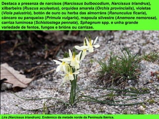 Lira (Narcissus triandrum). Endémico da metade norde da Península Ibérica.  
Destaca a presenza de narcisos (Narcissus bulbocodium, Narcissus triandrus), 
xilbarbeira (Ruscus aculeatus), orquídea amarela (Orchis provincialis), violetas 
(Viola palustris), botón de ouro ou herba das almorráns (Ranunculus ficaria), 
cáncaro ou panqueixo (Primula vulgaris), mapoula silvestre (Anemone nemorosa), 
carriza luminosa (Schistostega pennata), Sphagnum spp. e unha grande 
variedade de fentos, fungos e brións ou carrizas.
 