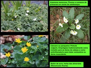 Cáncaro ou panqueixo Primula
vulgaris. Emprégase tradicionalmente como 
remedio para as dores de cabeza e como 
antiinflamatorio para tratar contusións ou 
dores musculares.
Botón de ouro, herba das almorráns
(Ranunculus ficaria). 
Anemone nemorosa. Florece a comezos da 
primavera en zonas de sotobosque. 
 