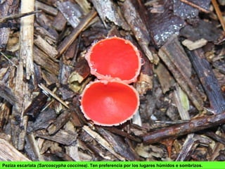 Peziza escarlata (Sarcoscypha coccinea). Ten preferencia por los lugares húmidos e sombrizos.
 