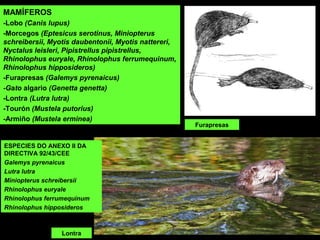 Lontra
MAMÍFEROS
-Lobo (Canis lupus)
-Morcegos (Eptesicus serotinus, Miniopterus
schreibersii, Myotis daubentonii, Myotis nattereri,
Nyctalus leisleri, Pipistrellus pipistrellus,
Rhinolophus euryale, Rhinolophus ferrumequinum,
Rhinolophus hipposideros)
-Furapresas (Galemys pyrenaicus)
-Gato algario (Genetta genetta)
-Lontra (Lutra lutra)
-Tourón (Mustela putorius)
-Armiño (Mustela erminea)
ESPECIES DO ANEXO II DA 
DIRECTIVA 92/43/CEE
Galemys pyrenaicus
Lutra lutra
Miniopterus schreibersii
Rhinolophus euryale
Rhinolophus ferrumequinum
Rhinolophus hipposideros
Furapresas
 
