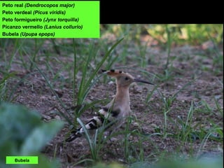 Peto real (Dendrocopos major)
Peto verdeal (Picus viridis)
Peto formigueiro (Jynx torquilla)
Picanzo vermello (Lanius collurio)
Bubela (Upupa epops)
Bubela
 