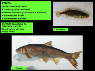 PEIXES
Troita (Salmo trutta fario)
Escalo (Squalius carolitertii)
Picón ou espiñento (Gasterosteus aculeatus)
Chondrostoma arcasii
Chondrostoma duriense ...
ESPECIES DO ANEXO II DA
DIRECTIVA 92/43/CEE
Chondrostoma polylepis
Rutilus arcasii
Espiñento
Escalo
 