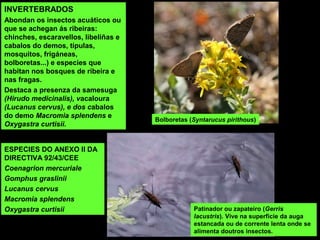 INVERTEBRADOS
Abondan os insectos acuáticos ou
que se achegan ás ribeiras:
chinches, escaravellos, libeliñas e
cabalos do demos, típulas,
mosquitos, frigáneas,
bolboretas...) e especies que
habitan nos bosques de ribeira e
nas fragas.
Destaca a presenza da samesuga
(Hirudo medicinalis), vacaloura
(Lucanus cervus), e dos cabalos
do demo Macromia splendens e
Oxygastra curtisii.
ESPECIES DO ANEXO II DA
DIRECTIVA 92/43/CEE
Coenagrion mercuriale
Gomphus graslinii
Lucanus cervus
Macromia splendens
Oxygastra curtisii Patinador ou zapateiro (Gerris
lacustris). Vive na superficie da auga
estancada ou de corrente lenta onde se
alimenta doutros insectos.
Bolboretas (Syntarucus pirithous)
 