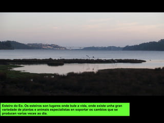 Esteiro do Eo. Os esteiros son lugares onde bule a vida, onde existe unha gran
variedade de plantas e animais especialistas en soportar os cambios que se
producen varias veces ao día.
 