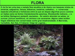 FLORA
O río Eo ten unha boa e variada flora acuática e de ribeira con bosques mixtos de
amieiras, salgueiros, freixos, bidueiros, avelairas, carballos... e numerosas
especies arbustivas e herbáceas entre as que se atopan algunhas pouco comúns
en Galiza como os fentos (Vandenboschia speciosa, Woodwardia radicans,…) e
os brións (Sphagnum pylaesii), equisetos... No esteiro abondan as sebas, os
xuncos (Juncus maritimus), os carrizos e as canaveiras. Algúns vales acollen
fragas atlánticas ben conservadas cunha gran biodiversidade: A Marronda,
Carballido, San Xes, O Cabanal, Veiga de Logares...
 