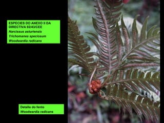 ESPECIES DO ANEXO II DA
DIRECTIVA 92/43/CEE
Narcissus asturiensis
Trichomanes speciosum
Woodwardia radicans
Detalle do fento
Woodwardia radicans
 