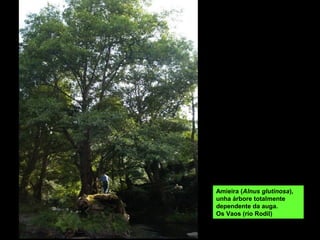 Amieira (Alnus glutinosa),
unha árbore totalmente
dependente da auga.
Os Vaos (río Rodil)
 