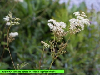 (Filipendula ulmaria), florece en beirais e lugares húmidos.
 