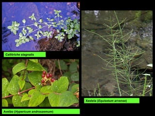 Callitriche stagnalis
Aveláo (Hypericum androsaemum)
Xestela (Equisetum arvense)
 
