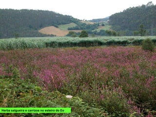 Herba salgueira e carrizos no esteiro do Eo
 