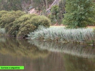 Carrizos e salgueiros
 