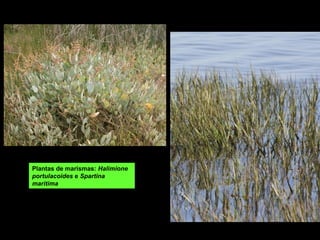Plantas de marismas: Halimione
portulacoides e Spartina
maritima
 