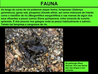FAUNA
Ao longo do curso do río podemos atopar lontra, furapresas (Galemys
pyrenaicus); garza real, picapeixe (Alcedo athis); así como moluscos de interés
como o mexillón de río (Margaritifera margaritifera) e nas marxes de algún dos
seus afluentes a pouco común Elona quimperana, unha caracola de cuncha
aplanada. É dos poucos ríos galegos onde se pesca habitualmente o salmón.
Tamén hai lampreas e cangrexos de río.
Ra patilonga (Rana
iberica). Vive nas beiras
dos rios limpos e con
corrente.
 