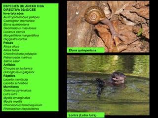 ESPECIES DO ANEXO II DA
DIRECTIVA 92/43/CEE
Invertebrados
Austropotamobius pallipes
Coenagrion mercuriale
Elona quimperiana
Geomalacus maculosus
Lucanus cervus
Margaritifera margaritifera
Oxygastra curtisii
Peixes
Alosa alosa
Alosa fallax
Chondrostoma polylepis
Petromyzon marinus
Salmo salar
Anfibios
Chioglossa lusitanica
Discoglossus galganoi
Réptiles
Lacerta monticola
Lacerta schreiberi
Mamíferos
Galemys pyrenaicus
Lutra lutra
Myotis emarginatus
Myotis myotis
Rhinolophus ferrumequinum
Rhinolophus hipposideros
Elona quimperiana
Lontra (Lutra lutra)
 